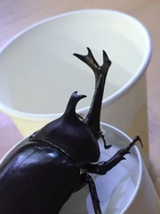 Trypoxylus dichotomus