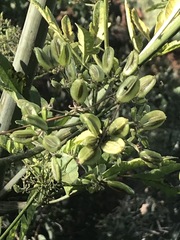 Prionosciadium thapsoides