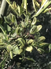 Prionosciadium thapsoides