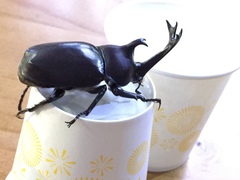 Trypoxylus dichotomus