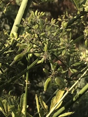 Prionosciadium thapsoides