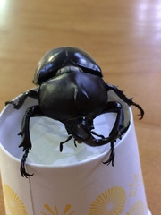 Trypoxylus dichotomus