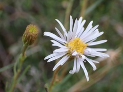Minuria cunninghamii