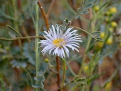 Minuria cunninghamii