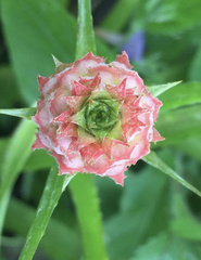 Ananas comosus microstachys