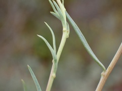 Minuria cunninghamii