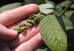 Orbexilum onobrychis