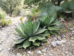 Agave cupreata