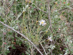Minuria cunninghamii