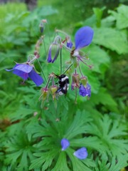 Bombus patagiatus
