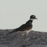 Charadrius vociferus