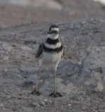 Charadrius vociferus