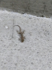 Cyrtopodion scabrum