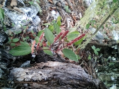Acalypha monostachya