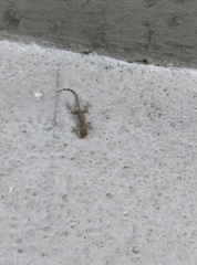 Cyrtopodion scabrum