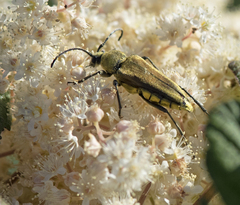 Lepturobosca
