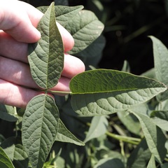 Orbexilum onobrychis