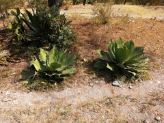 Agave cupreata