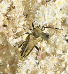 Lepturobosca