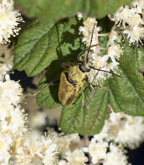 Lepturobosca