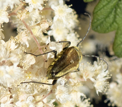 Lepturobosca