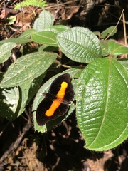 Catonephele acontius