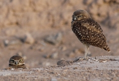 Athene cunicularia