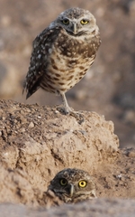 Athene cunicularia