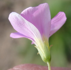 Oxalis caprina