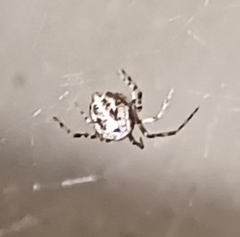 Parasteatoda tepidariorum
