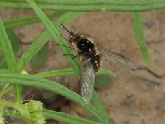 Bombylius iphiculus