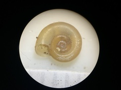 Gyraulus