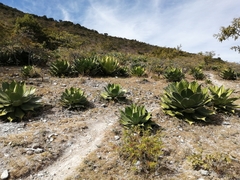 Agave cupreata