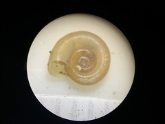 Gyraulus