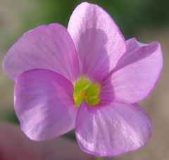 Oxalis caprina