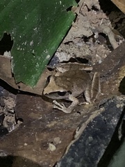 Pristimantis reichlei