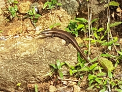 Eutropis carinata