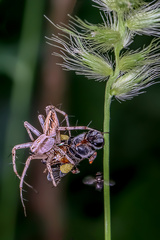 Oxyopes