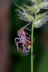 Oxyopes