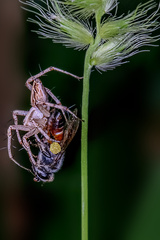 Oxyopes