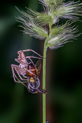 Oxyopes