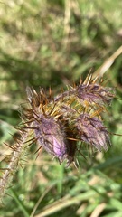 Solanum campanulatum