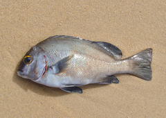 Plectorhinchus unicolor