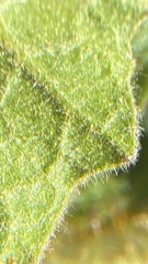 Solanum campanulatum