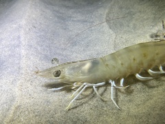 Penaeus californiensis
