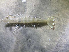 Penaeus californiensis
