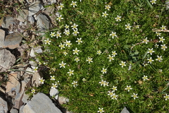 Pseudocherleria aizoides