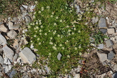 Pseudocherleria aizoides