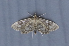 Anania tertialis