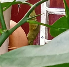Papilio